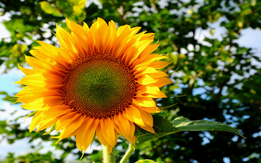 583168 (a): :1680x1050